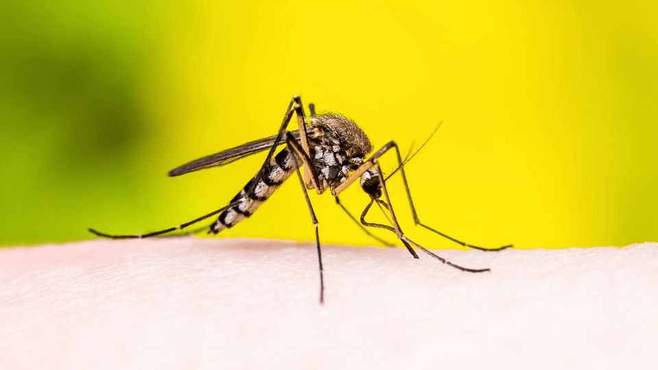 malaria prevention bristol